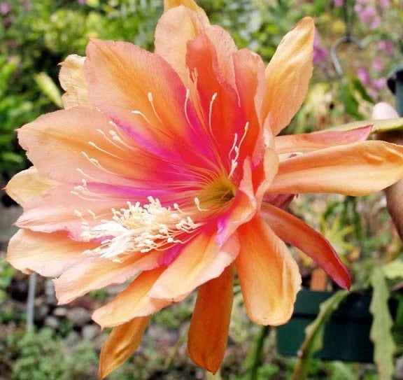 Peach-orange orchid cactus bloom with pink center and long white stamens