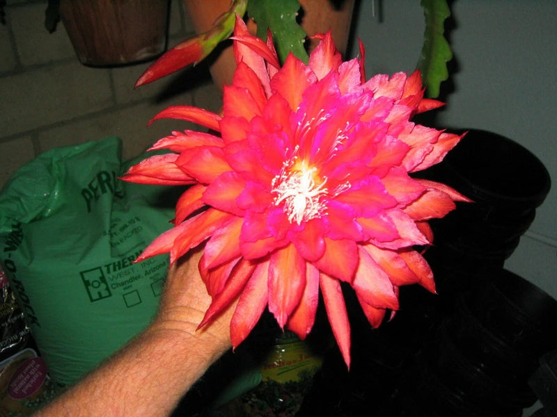 Epiphyllum orchid cactus flower with bright pink and orange petals
