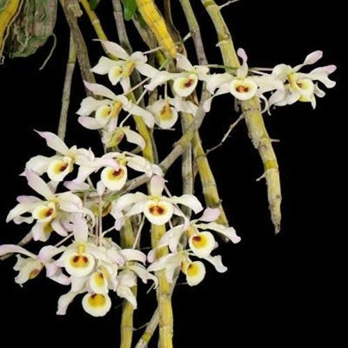 Dendrobium signatum orchid with clusters of white flowers and yellow centers on green canes