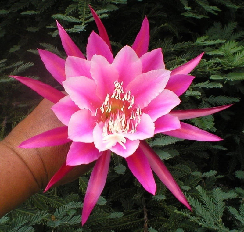Pink orchid cactus bloom with magenta star-shaped petals and red center stamens