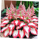 Hosta Seeds, 160+ Non-GMO Heirloom Shade Plants, Hardy Perennial Garden Foliage Garden Plants