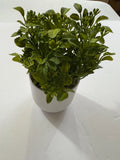Box of 6 - Threshold Artificial Plants - 8" Mini Boxwood Green / White Pot -NEW Green Plant