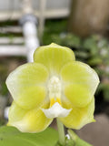 Original Phal Phalaenopsis Ld Jade Green x Ld Green Duck-FRAGRANT Orchids