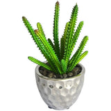 Jeco 5" Succulent Plant in Green Green Plant