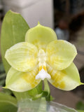 Original Phal Phalaenopsis Ld Green Tiger x Ld Green Duck-FRAGRANT Orchids