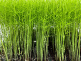 6Pk-PRE-ORDER- Asparagus Live Plant Plugs Free Shipping  Mary Washington Green Plant