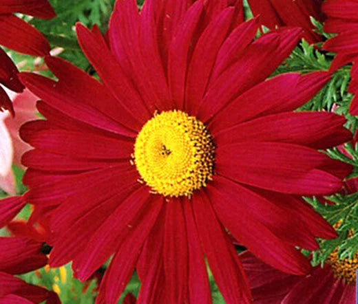 PYRETHRUM RED Chrysanthemum Coccineum - 1,000 Bulk Seeds Garden Plants