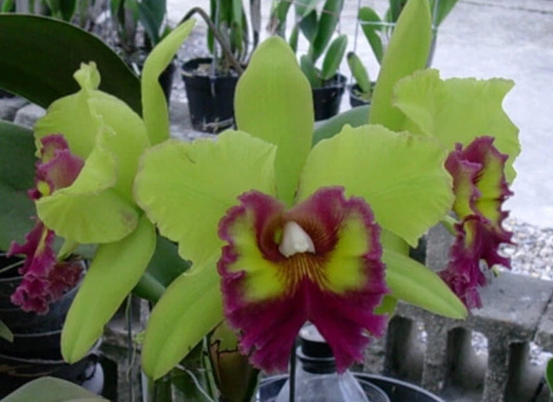 Orchid plant with lime-green leaves and purple-and-yellow flowers