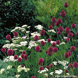 50 Drumstick Allium Bulbs Edible Onion Bulbs Spring Blooming Perennial Flower Garden Plants
