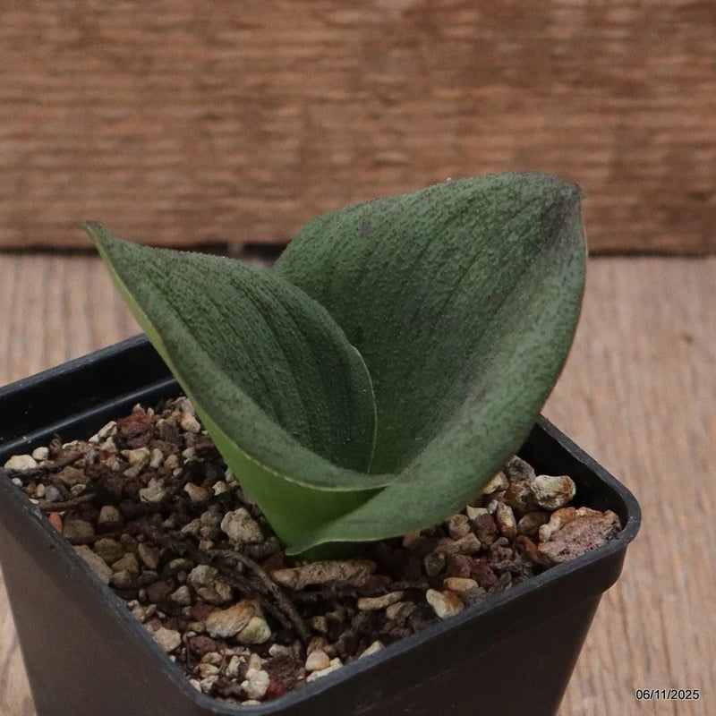 D7296 MASSONIA PUSTULATA pot7-H6-W8 cm MaMa Cactus Green Plant