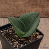 D7296 MASSONIA PUSTULATA pot7-H6-W8 cm MaMa Cactus Green Plant