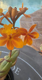 ORCHID PLANTS Orange 1 rooted stem no pot no bloom Orchids