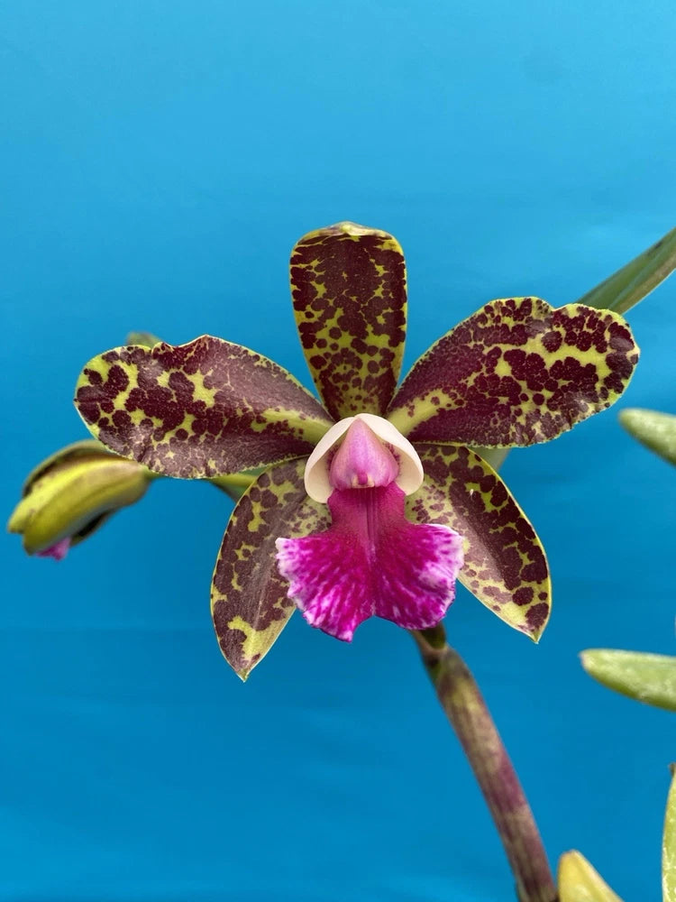 Spotted purple and pink orchid bloom with ruffled white center