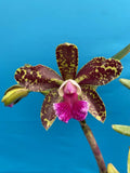 Cattleya Akimini Hamada ÔBrazil 12Õ AM/AOS X C. Cantagalo 'Spots' Orchid 4Ó Pot Orchids