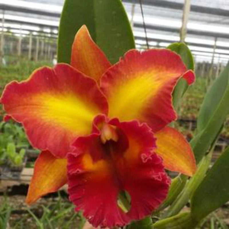Orchid flower with red and yellow ruffled petals and dark center