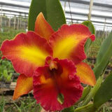 Rlc. Chomthong Fancy Orchids