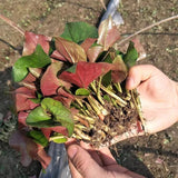 Fish Mint, Houttuynia Cordata, Chameleon Plant - 100+ Seeds 2025 - USA Green Plant