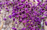 40 American PURPLE BEAUTYBERRY Shrub Flower Callicarpa Americana Seeds Flowering Plants