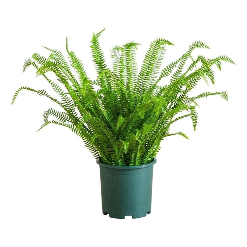 Nearly Natural 3ft UV Resistant Boston Fern Plant with Real Touch Leaves Green Plant