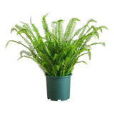 Nearly Natural 3ft UV Resistant Boston Fern Plant with Real Touch Leaves Green Plant