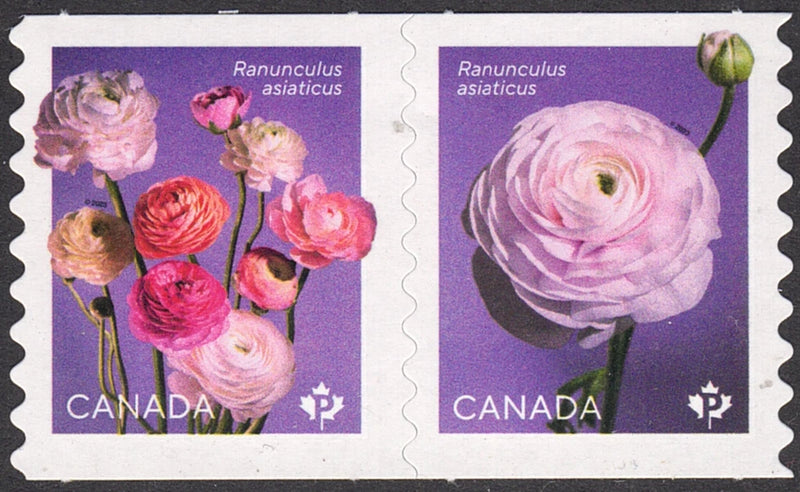 2023 Canada SC# 3374iii Flowers - Ranunculus - die cut pair from coil - M-NH Ranunculus