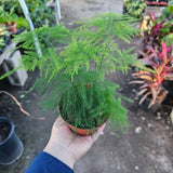 Plumosa Fern | Asparagus Fernsetaceus4in pot Green Plant