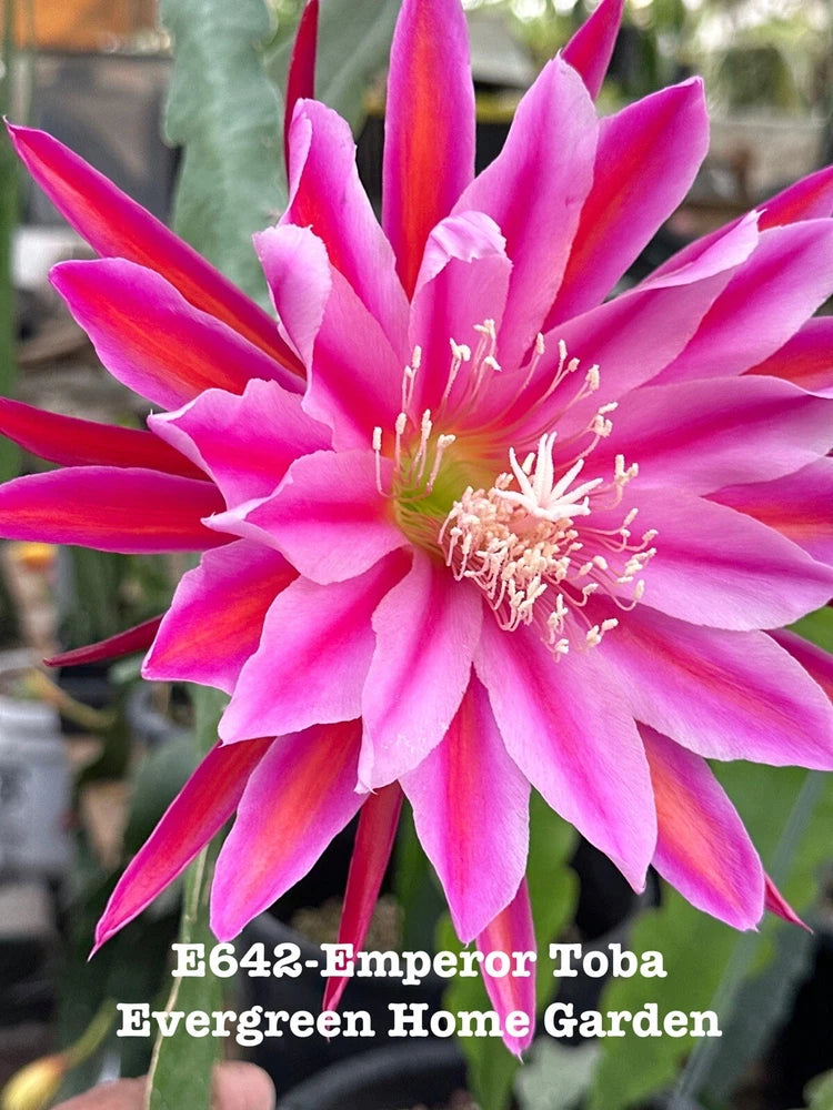 Pink and magenta orchid cactus flower with long petals and yellow stamens