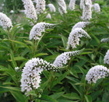 (25) Bare Root Gooseneck Loosestrife Perennial Live Garden Plant White Flower Garden Plants