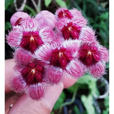 Hoya Sulawesiana Ð Fuzzy Pink Star Flowers Live Plant Grow in Pot Flowering Plants