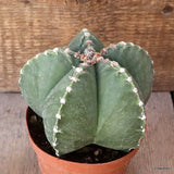 D4908 ASTROPHYTUM MYRIOSTIGMA NUDUM pot12-H11-W14 cm MaMa Cactus Green Plant