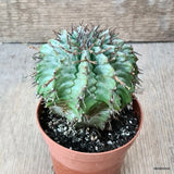 D5795 EUPHORBIA HORRIDA SNOWFLAKE pot8,5-H9-W9 cm MaMa Cactus Green Plant