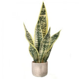 Potted Sanseveria Plant Faux Plants And Trees Green Plant