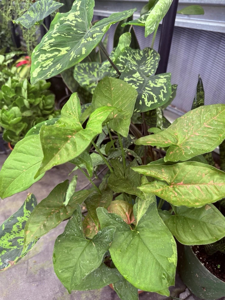 Syngonium plant with green leaves and pink-red splash variegation