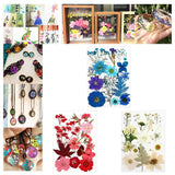 Dried Pressed Flowers Real Petal for Crafts Epoxy Resin Filling Jewelry Art Dried Flower