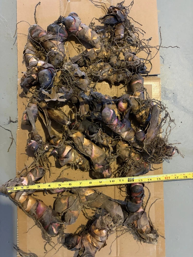 20 Canna Lily bulbs Rhizomes 5-7 feet large green leaves-Deer resistant Flowering Plants