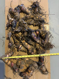 20 Canna Lily bulbs Rhizomes 5-7 feet large green leaves-Deer resistant Flowering Plants
