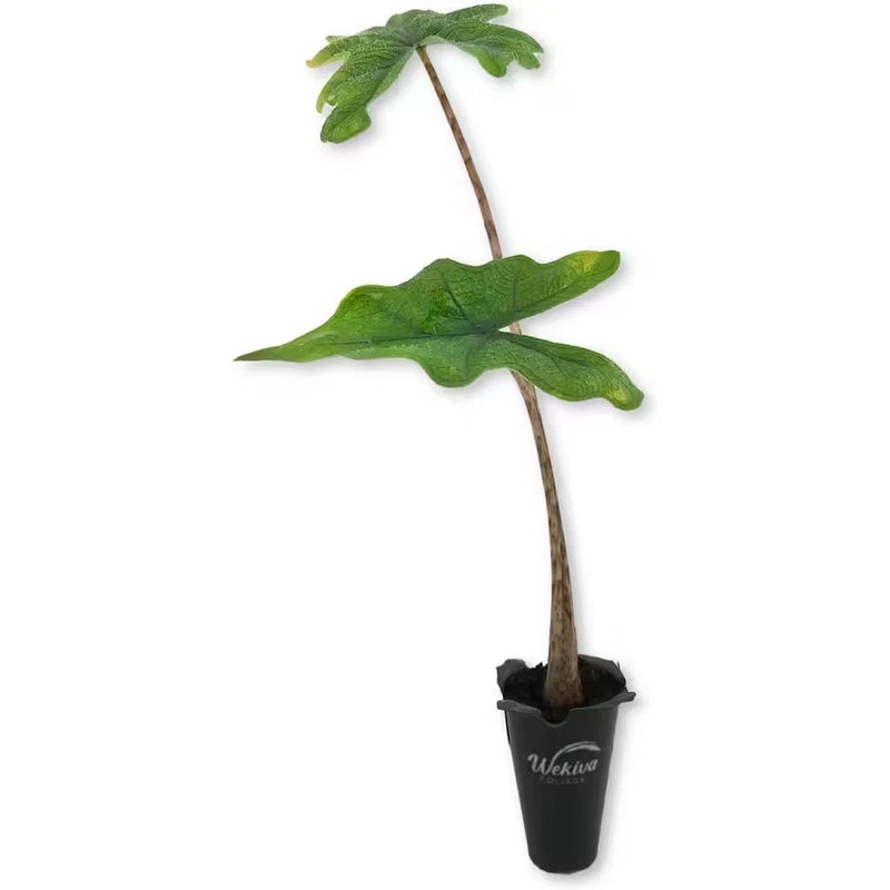 Alocasia starter plant in black 2-inch grower pot with green leaves and stems