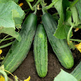 Spacemaster 80 Cucumber Seeds | Bush Type Small Gardens Container Planting 2025 Garden Plants