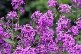 Hesperis Matronalis 300 +/- Seeds, Fragrant Purple Dames Rocket Flowers Flowering Plants