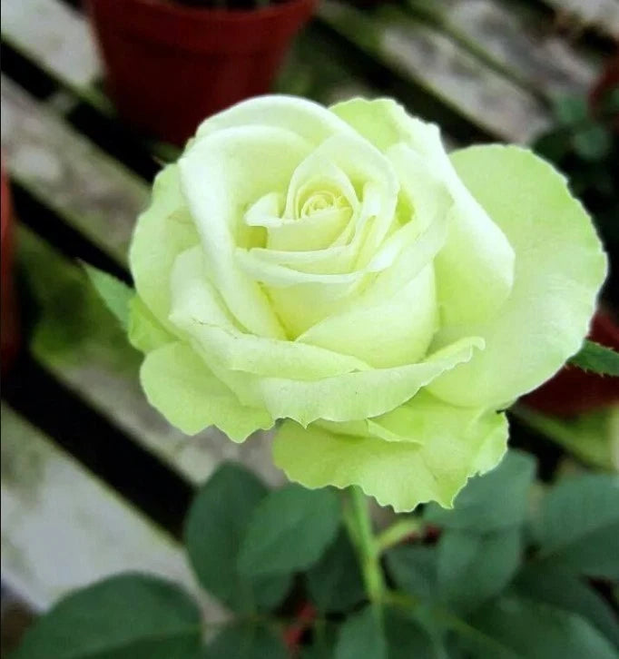 Mint Rose Seeds - Pack 30 Seeds - Rose Flower Gardening Garden Plants