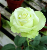 Mint Rose Seeds - Pack 30 Seeds - Rose Flower Gardening Garden Plants