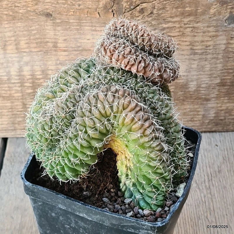 D5660 GYMNOCALYCIUM BALDIANUM CRESTED pot10-H13-W13 cm MaMa Cactus Green Plant