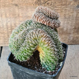 D5660 GYMNOCALYCIUM BALDIANUM CRESTED pot10-H13-W13 cm MaMa Cactus Green Plant