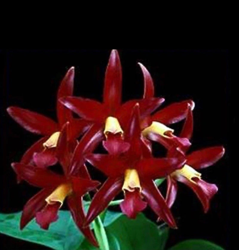 Potted orchid with red maroon star-shaped blooms and yellow centers, green leaves