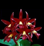 Cattleya Cruella X Cattlinthe Chocolate Drop ÔKodamaÕ Orchid Hybrid 4Ó Pot Orchids