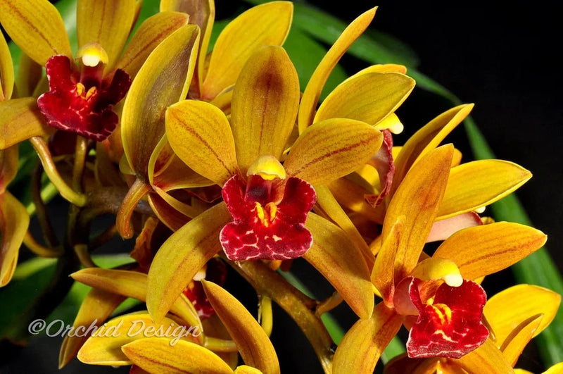 Yellow cymbidium orchid flowers with red centers and waxy petals