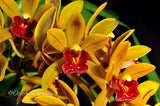 Cymbidium Avant Garde 'Geyserland', Pendulous Orchids