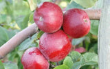 25+ Liberty Apple Seeds for Garden Planting - USA - FREE SHIPPING! Garden Plants