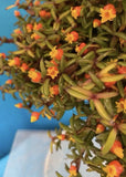 Mediocalcar decorata Orange Yellow Prolific Bloomer BS Orchid Species 5Ó Pot Orchids