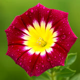 25 DWARF MORNING GLORY SEEDS __ RED ENSIGN MIX ¥ COMPACT ¥ FLOWERING ¥ FREE SHIP Flowering Plants